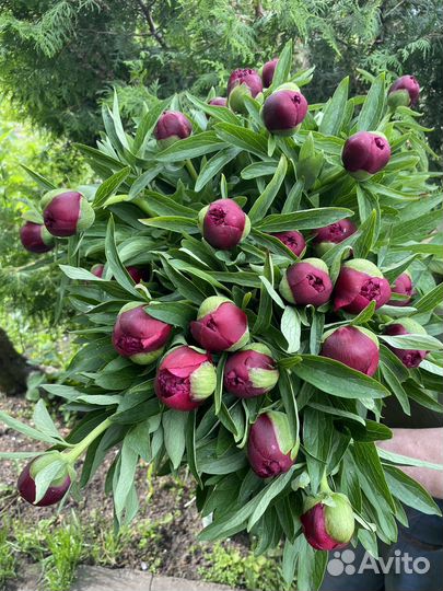 Цветы пионы