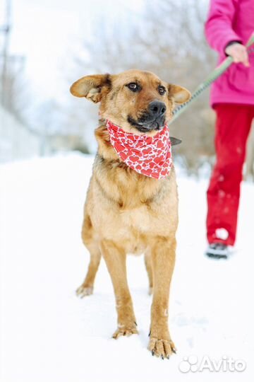 Собака с большими ушами бесплатно