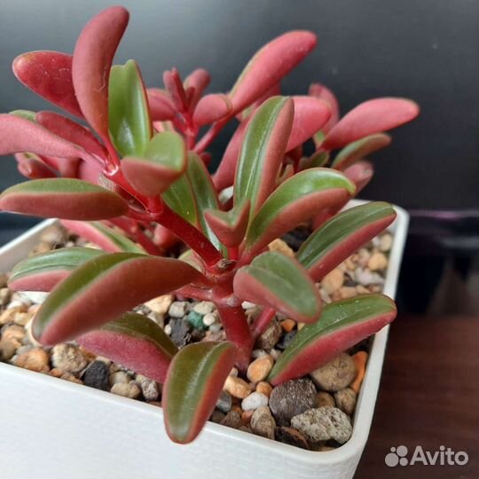 Суккуленты