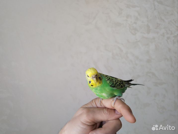 Волнистый ручной попугай самка