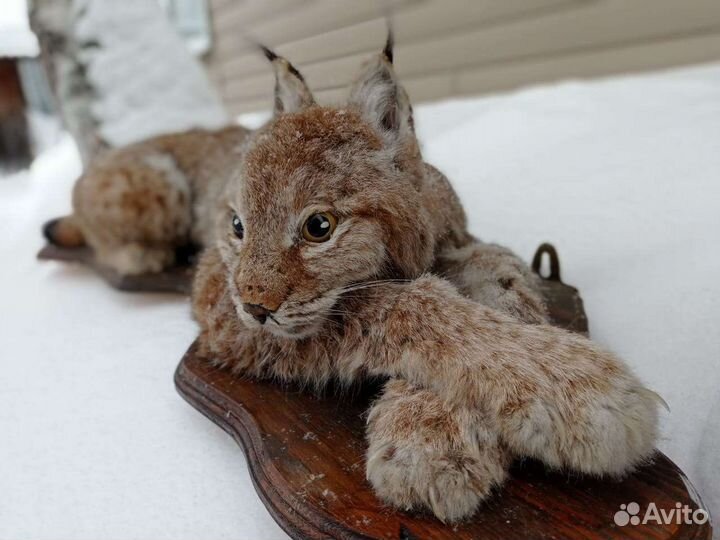 Имитация рыси