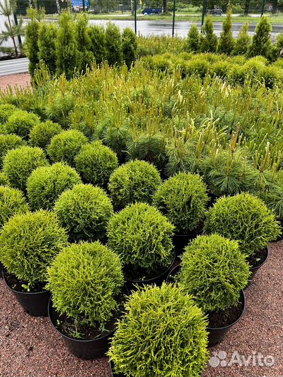 Ива булатта