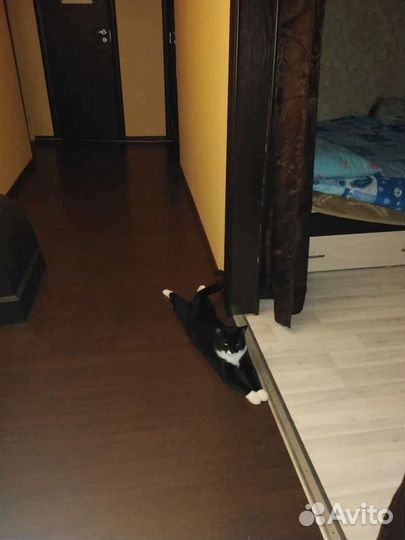 Передержка животных