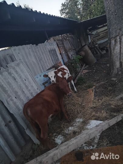 Телки 7 месяцев