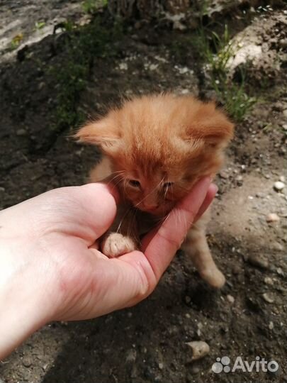 Котята
