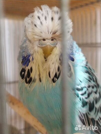 Продаются Чехи птенцы и взрослые