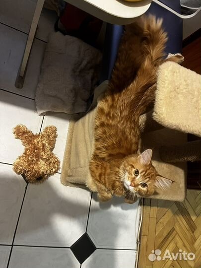 Мейн-кун вязка