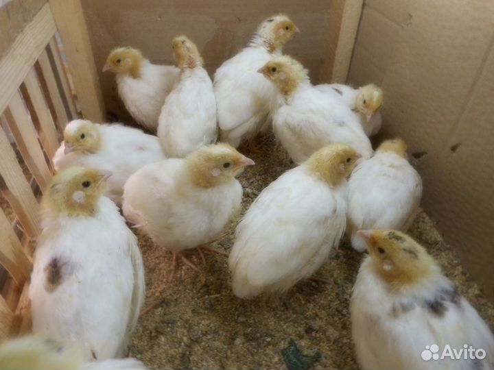 Перепела несушки клетку в подарок