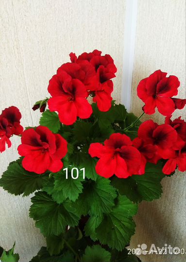 Пеларгонии сортовые