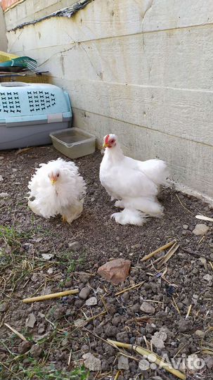 Куры карликовый кохинхин