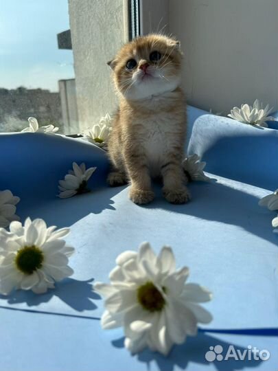 Золотые шиншиллы