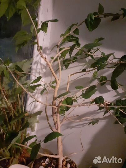 Гибискус китайская роза