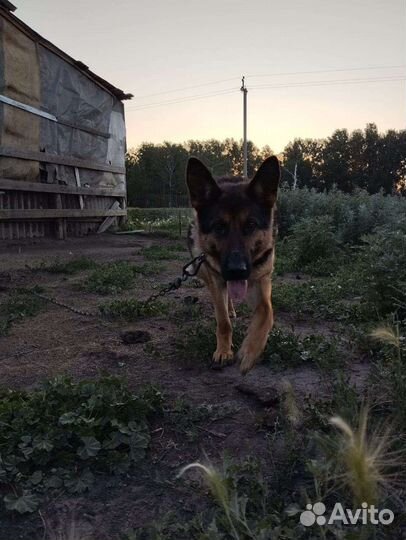 Немецкая овчарка