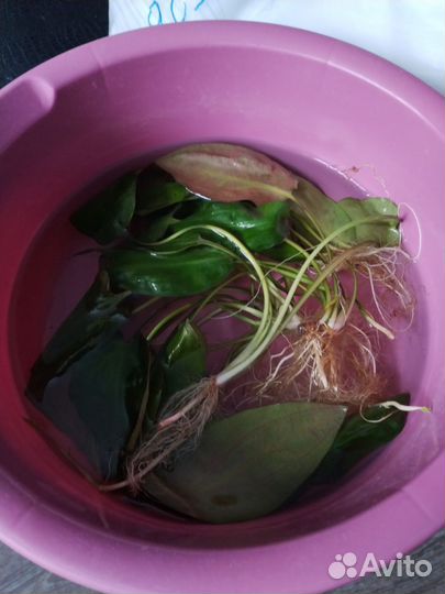 Эхинодорус