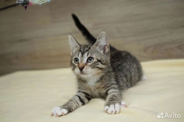 Котенок мальчик 2 мес