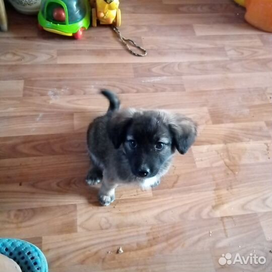 Терьеры метисы щенки