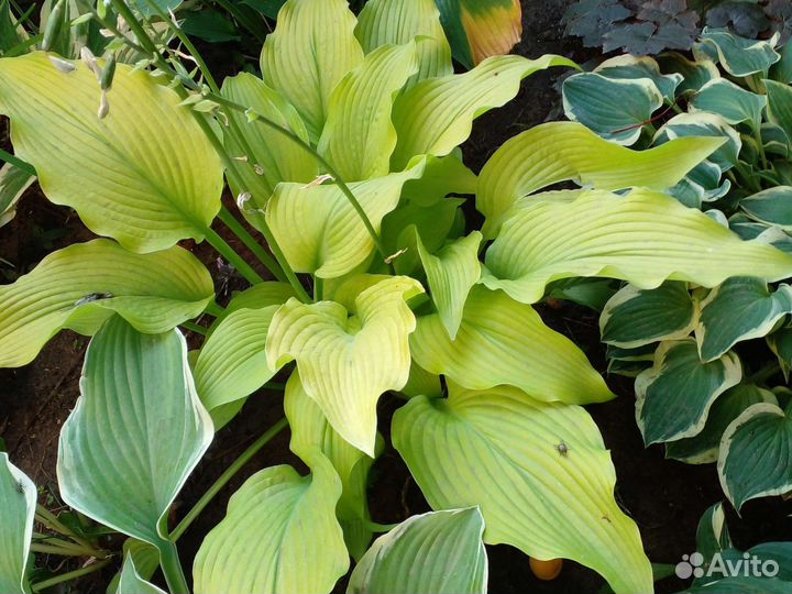 Хоста растение