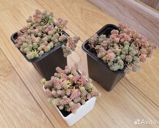 Суккуленты