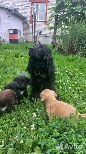 Отдам в добрые руки щенят, порода спаниель