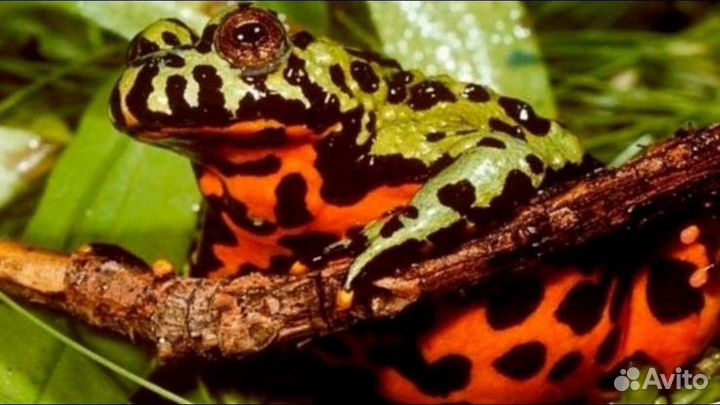 Амфибии, тритоны