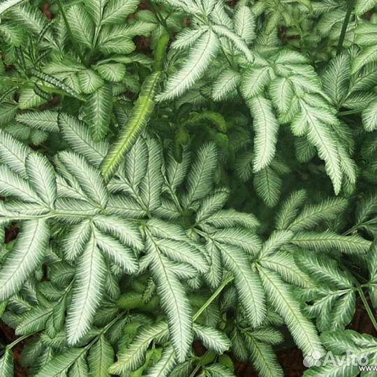 Папоротники