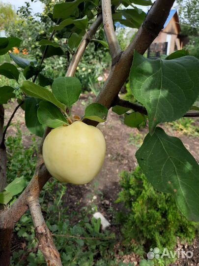 Саженцы яблони