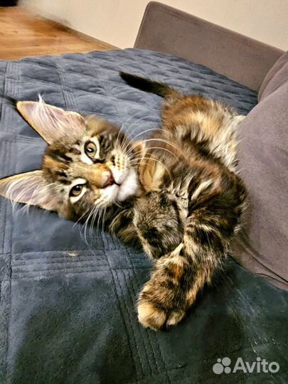 Котята мейн-кун