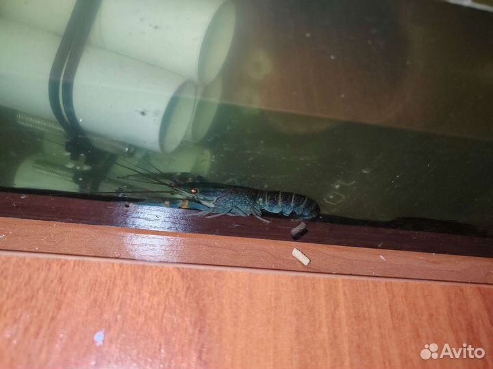 Животные, рыбки, аквариумы