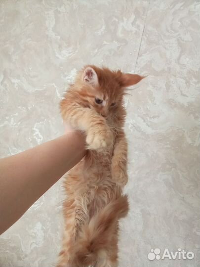 Котята мейн-кун