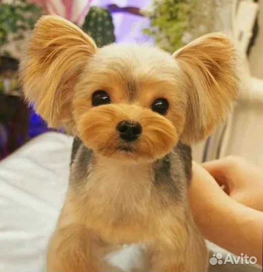 Стрижка собак и кошек груминг