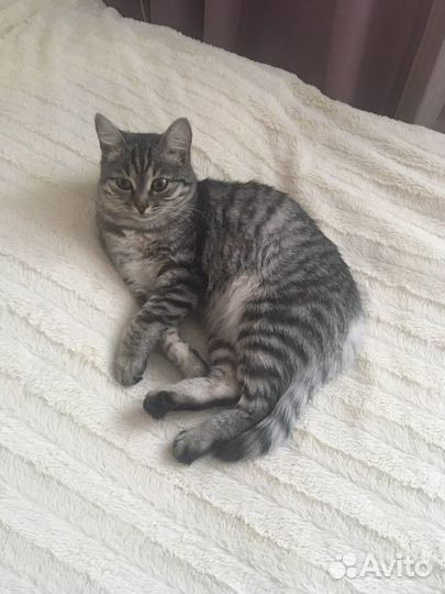 Кошка в дар