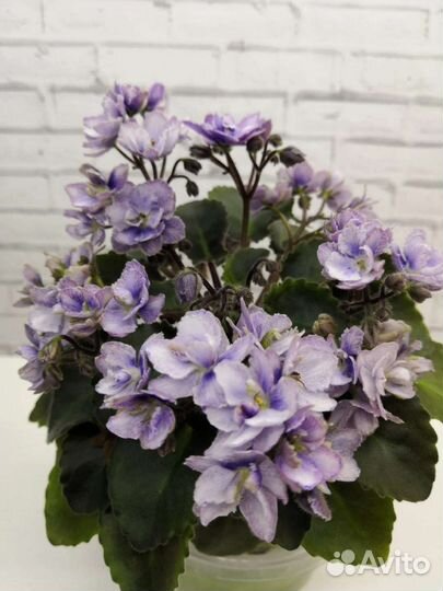 Детки мини и полумини фиалок