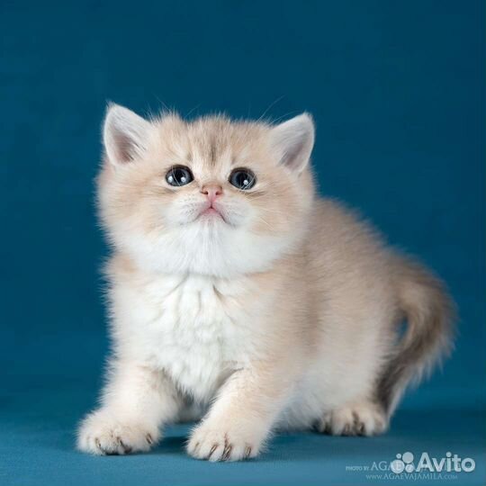 Котята британские голубое золото