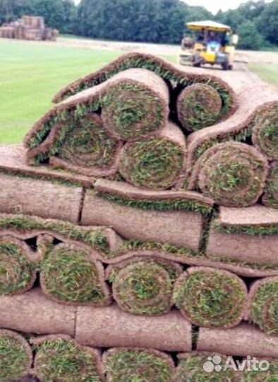 Рулонный газон