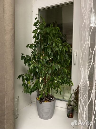 Фикус бенджамина