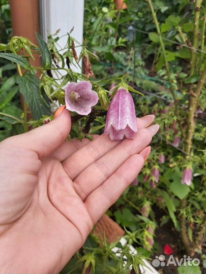 Колокольчик кустовой