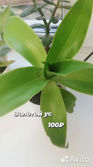 Фикус бенджамина большой