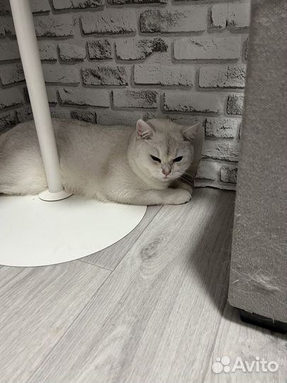 Кот в добрые руки