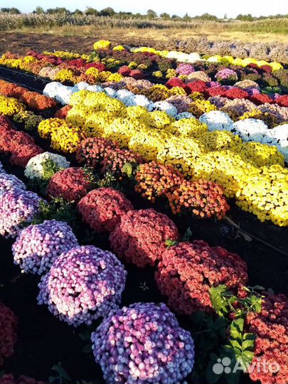 Хризантема шаровидная мультифлора