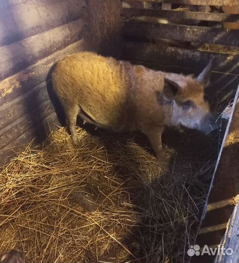 Венгерская мангалица