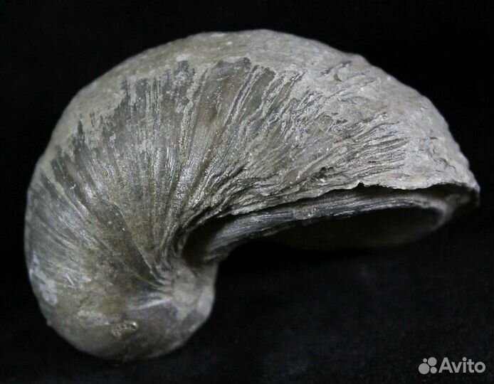 Грифея Юрский период