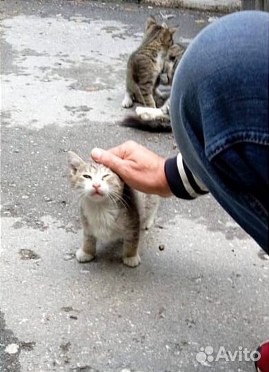 Замерзают ночами ласковые котята и кошечка