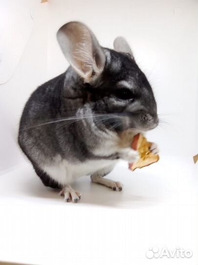 Шиншилла Стандарт XDark