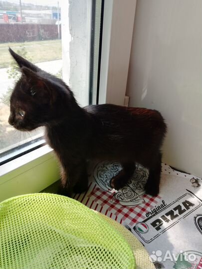 Котик в добрые руки