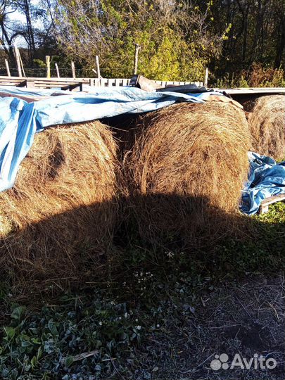 Продам сено