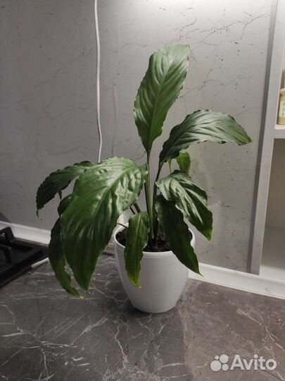 Комнатный цветок Спатифиллум