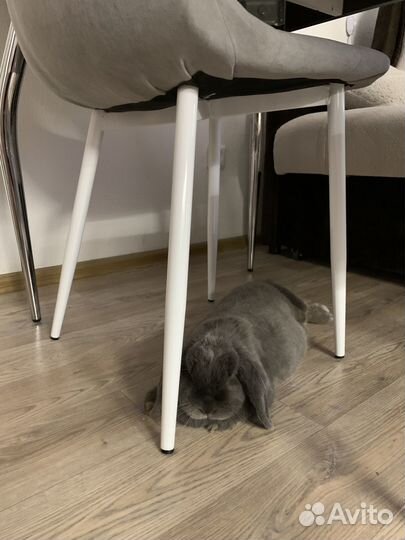 Декоративные кролики в добрые руки