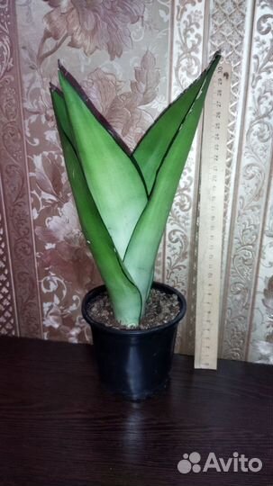 Сансевиерия сортовая