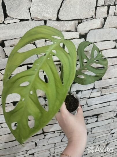 Монстера эскулетто