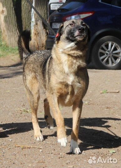 Спасите собака 5 лет